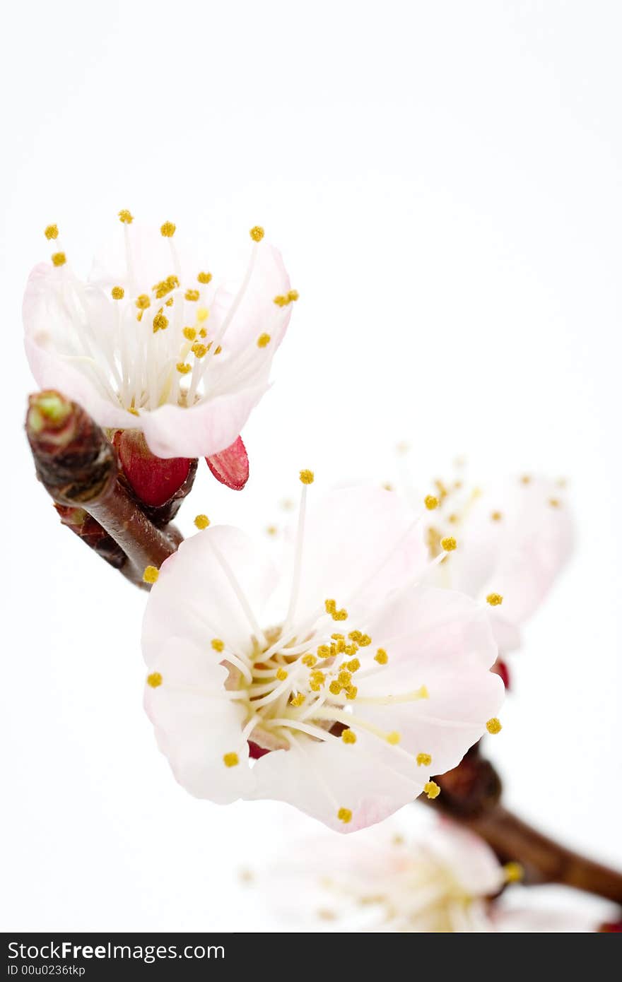 Pink flowers isolated on white background