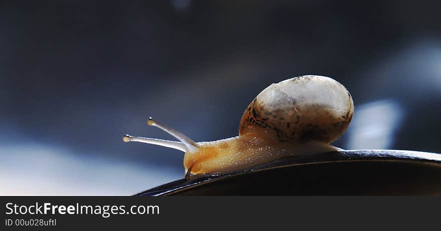 Snail creeps on surfaces on dark background, close up