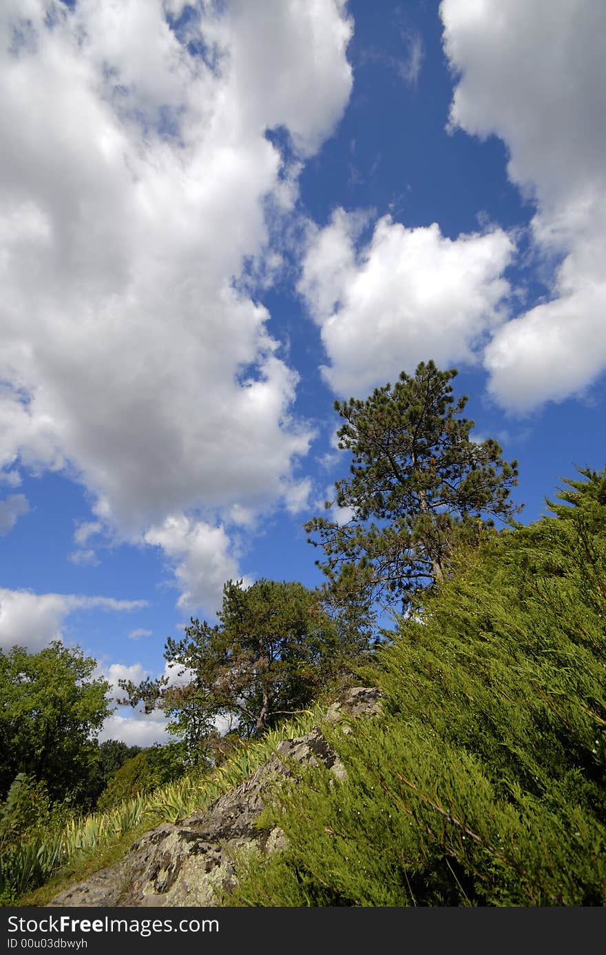 Trees and clouds