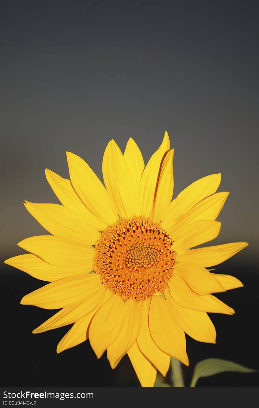 Flower of sunflower on  background of  night sky,  close up