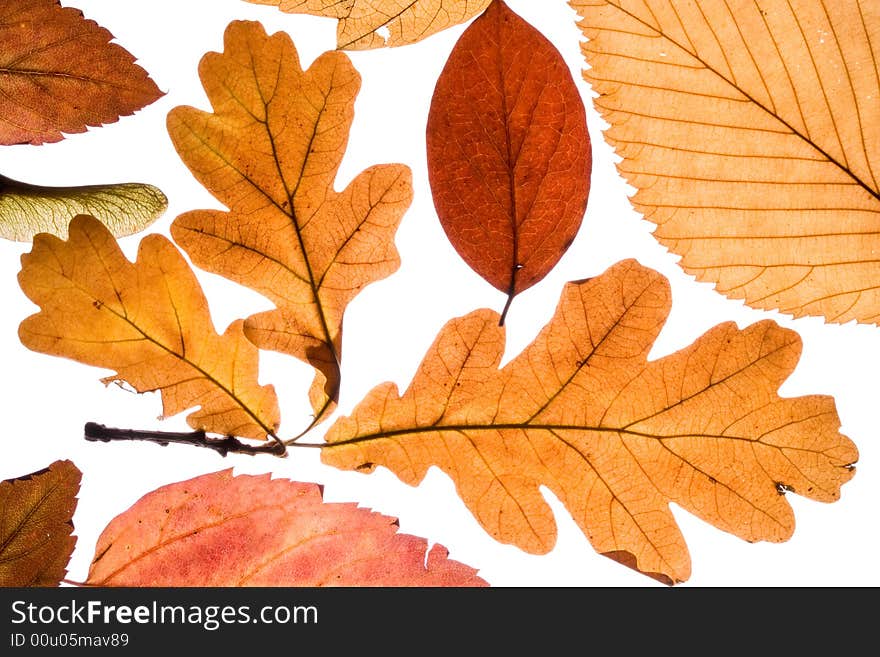 Autumn leaves isolated on a white background. Close-up. Clipping path included. Autumn leaves isolated on a white background. Close-up. Clipping path included.