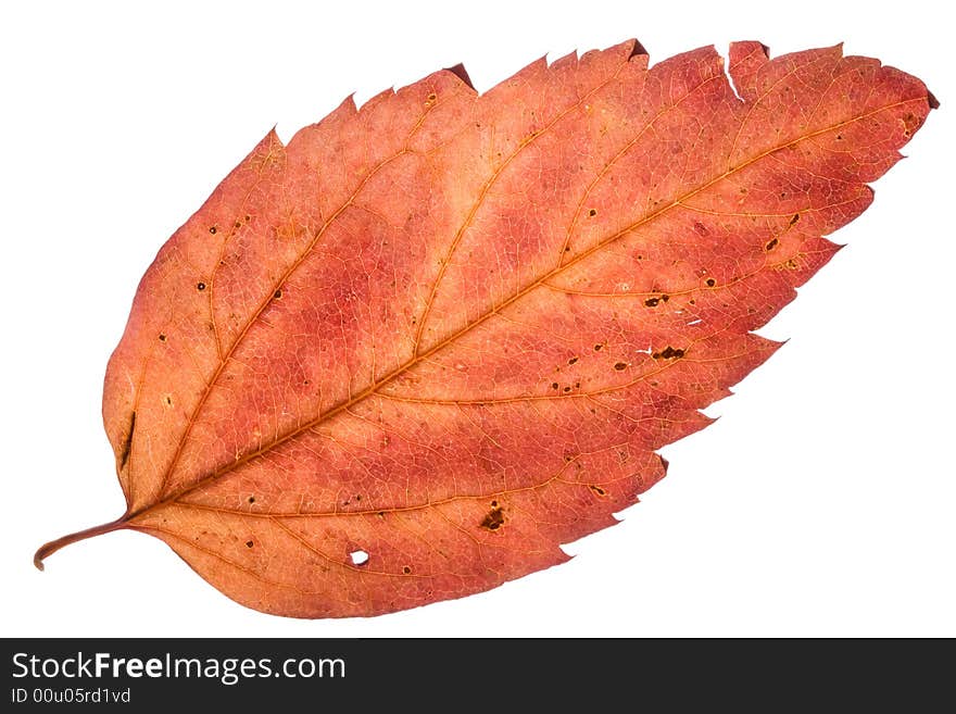 Autumn leaves isolated on a white background. Close-up. Clipping path included. . Autumn leaves isolated on a white background. Close-up. Clipping path included.