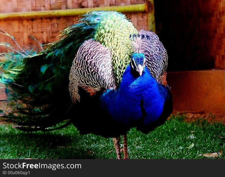 Green Peafowl are large birds, the largest galliform on earth in terms of overall length and wingspan, though rather lighter-bodied than the Wild 
Turkey. The male grows up to 3 meters (10 feet) long, including the train and weighs up to 5 kg (12 lbs). The female is 1.1 meter (3.5 feet) long and weighs about 1.1 kg (2.4 lbs). It has large wingspan and Green Peafowl is unusual amongst Galliform birds in their capacity for sustained flight. They are documented flying over the ocean to roost on islets off the coast of Java and on islands in large lakes in Yunnan. Some of the islets and islands are more than fifteen miles from shore. Green Peafowl are large birds, the largest galliform on earth in terms of overall length and wingspan, though rather lighter-bodied than the Wild 
Turkey. The male grows up to 3 meters (10 feet) long, including the train and weighs up to 5 kg (12 lbs). The female is 1.1 meter (3.5 feet) long and weighs about 1.1 kg (2.4 lbs). It has large wingspan and Green Peafowl is unusual amongst Galliform birds in their capacity for sustained flight. They are documented flying over the ocean to roost on islets off the coast of Java and on islands in large lakes in Yunnan. Some of the islets and islands are more than fifteen miles from shore.