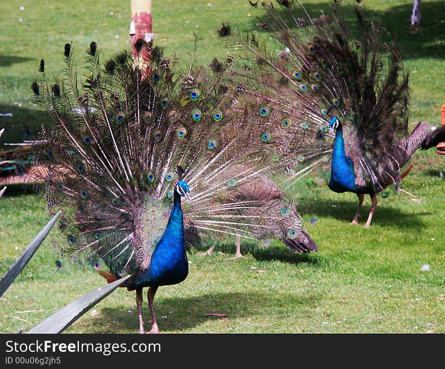 Green Peafowl are large birds, the largest galliform on earth in terms of overall length and wingspan, though rather lighter-bodied than the Wild 
Turkey. The male grows up to 3 meters (10 feet) long, including the train and weighs up to 5 kg (12 lbs). The female is 1.1 meter (3.5 feet) long and weighs about 1.1 kg (2.4 lbs). It has large wingspan and Green Peafowl is unusual amongst Galliform birds in their capacity for sustained flight. They are documented flying over the ocean to roost on islets off the coast of Java and on islands in large lakes in Yunnan. Some of the islets and islands are more than fifteen miles from shore. Green Peafowl are large birds, the largest galliform on earth in terms of overall length and wingspan, though rather lighter-bodied than the Wild 
Turkey. The male grows up to 3 meters (10 feet) long, including the train and weighs up to 5 kg (12 lbs). The female is 1.1 meter (3.5 feet) long and weighs about 1.1 kg (2.4 lbs). It has large wingspan and Green Peafowl is unusual amongst Galliform birds in their capacity for sustained flight. They are documented flying over the ocean to roost on islets off the coast of Java and on islands in large lakes in Yunnan. Some of the islets and islands are more than fifteen miles from shore.