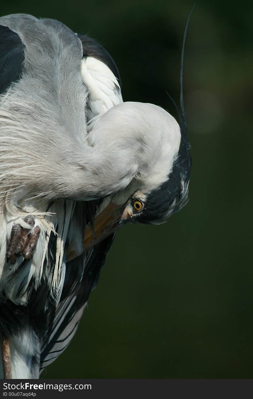 The wild heron from national park. The wild heron from national park