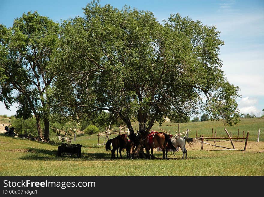 Beautiful blue sky and white clouds of cattle and sheep on the grasslands. Beautiful blue sky and white clouds of cattle and sheep on the grasslands