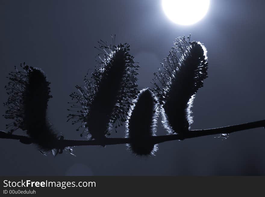 A group of willow buds resembling a family, toned. A group of willow buds resembling a family, toned