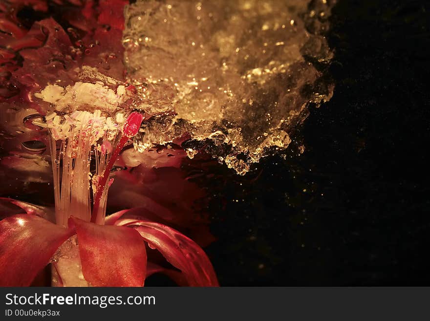 Schlumbergera bloom on a black background with waterdrops and bubbles. Schlumbergera bloom on a black background with waterdrops and bubbles