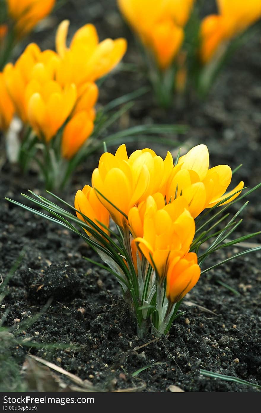 Spring garden beautiful yellow flowers. Spring garden beautiful yellow flowers