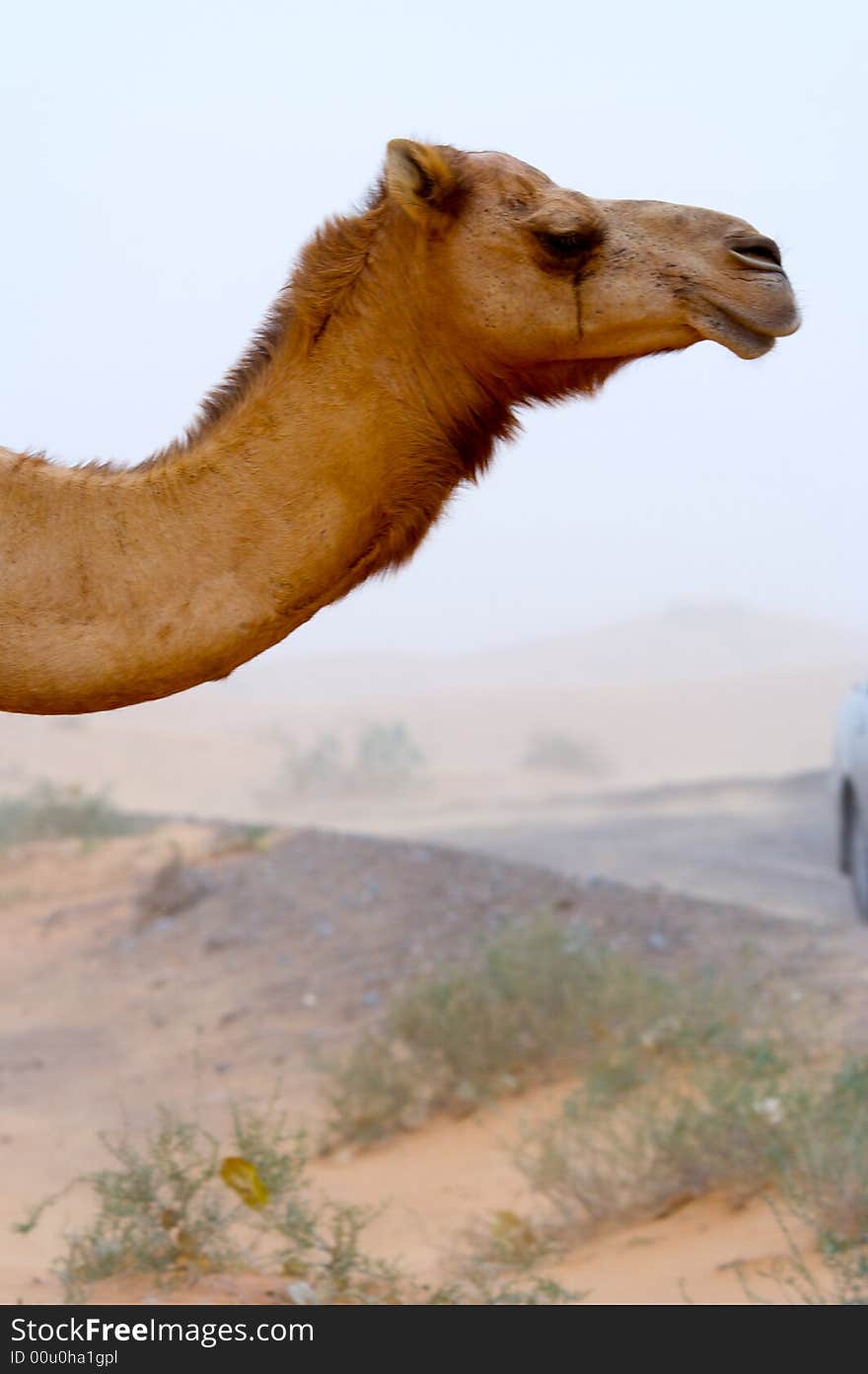 The Head Of A Camel