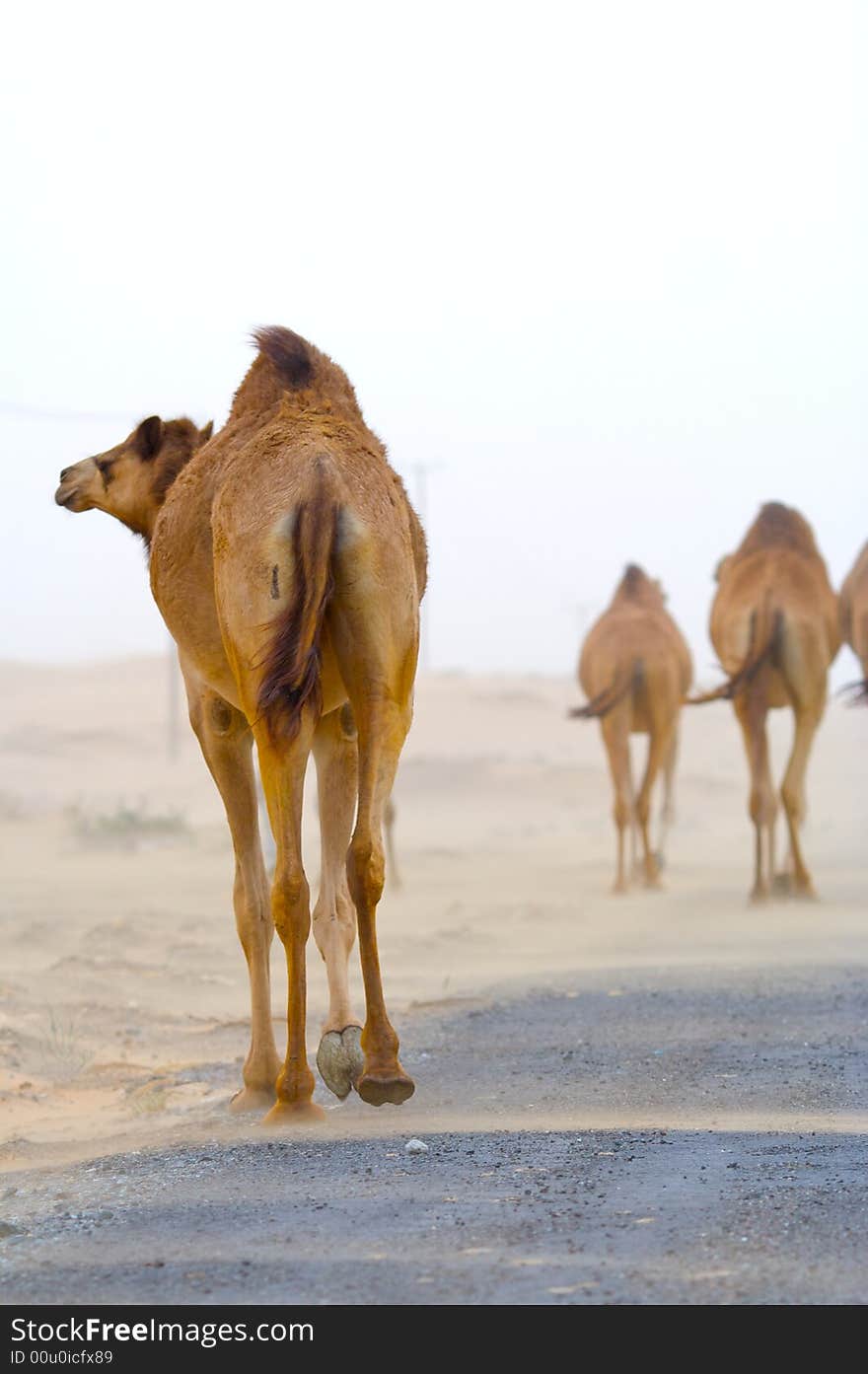 Camel lagged behind the herd and go on the road in the desert. Camel lagged behind the herd and go on the road in the desert