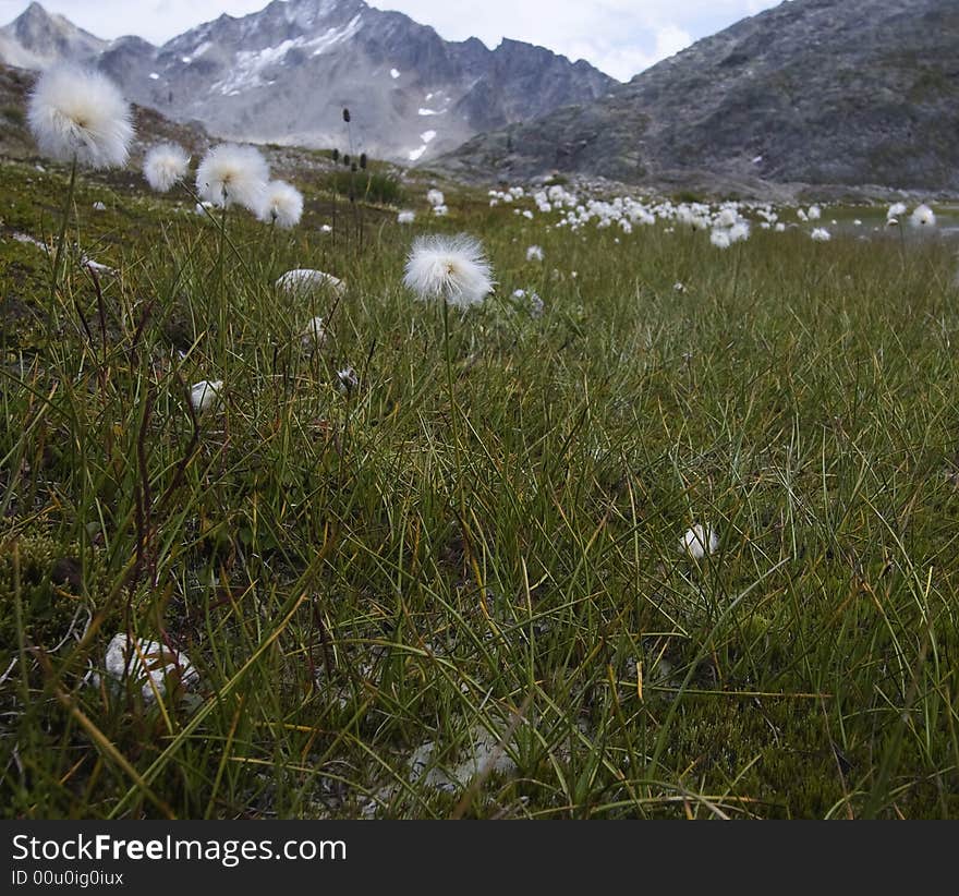 Mountain landscape with wild flowers in Switzerland near Realp. Mountain landscape with wild flowers in Switzerland near Realp.