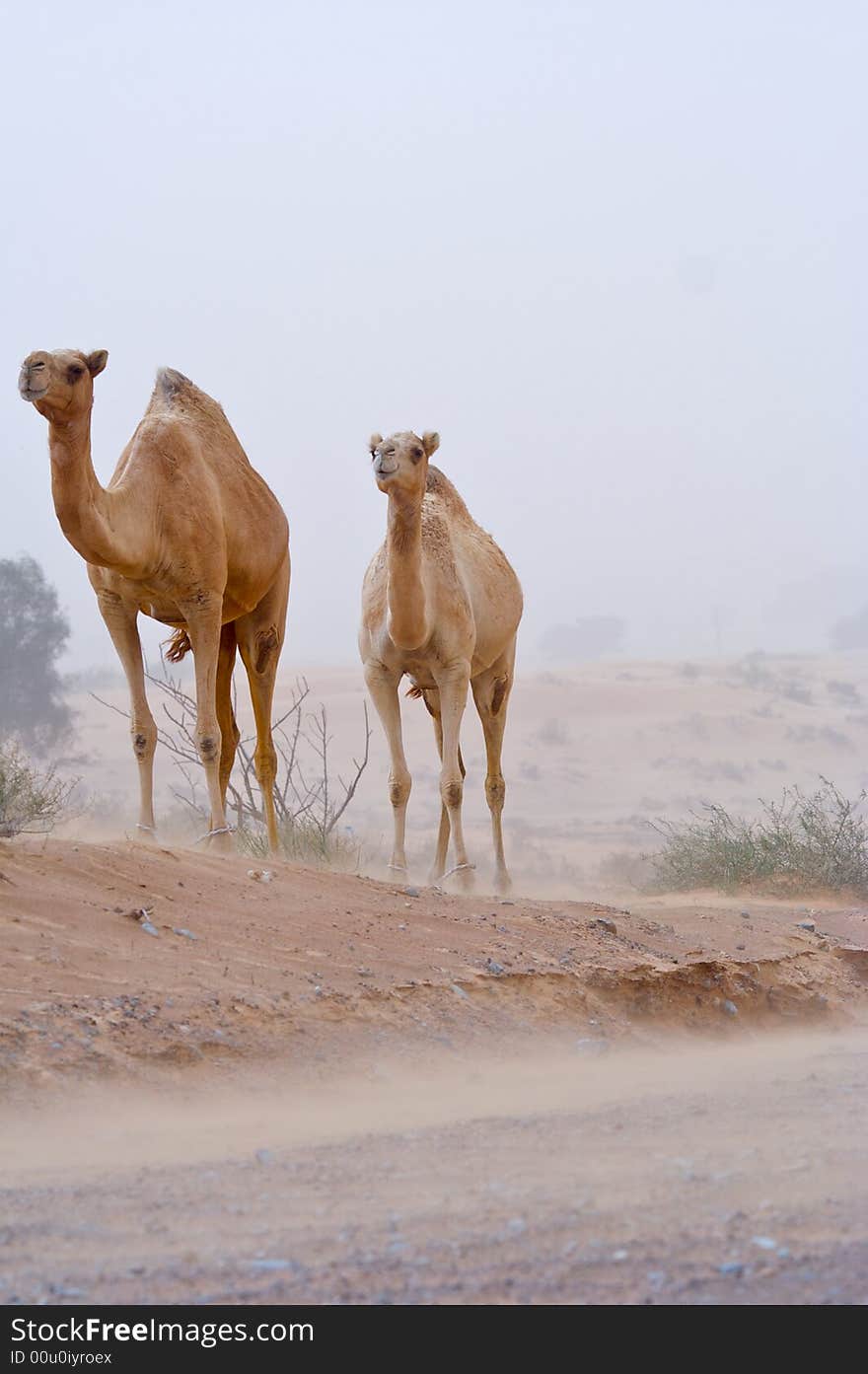 Two camel in the desert face to face. Two camel in the desert face to face