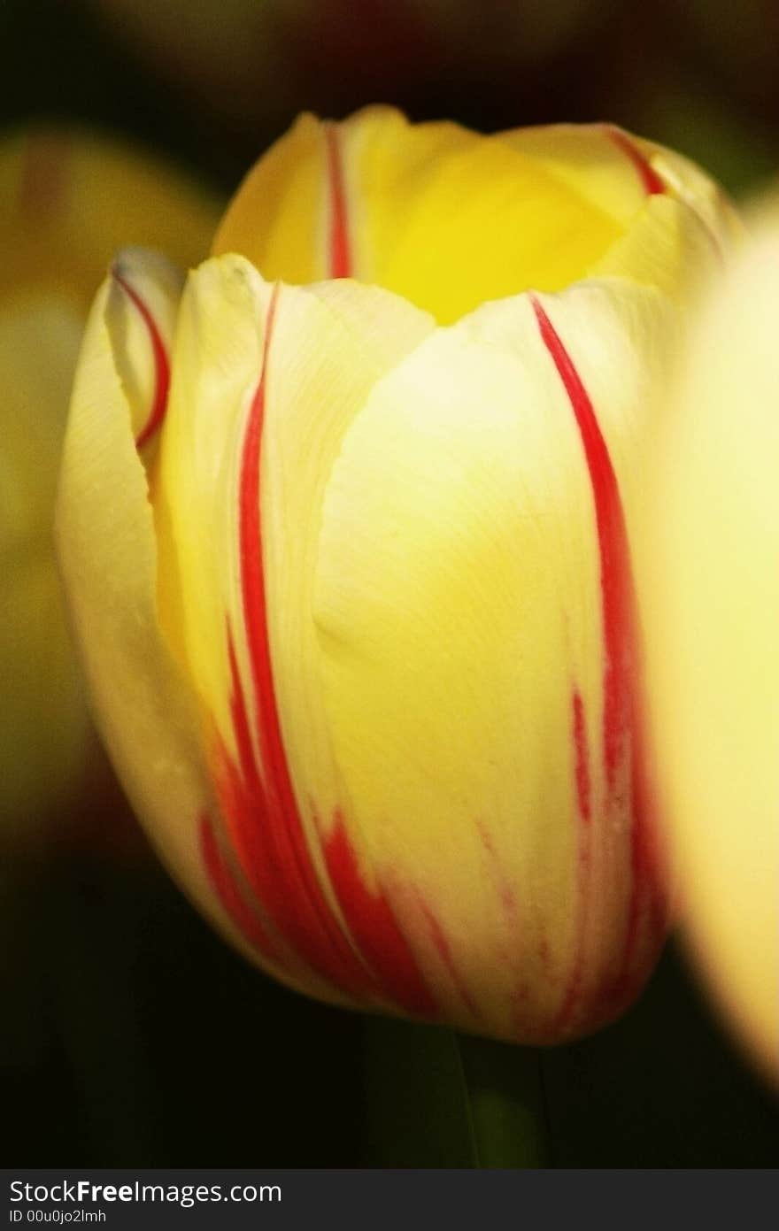 Yellow Tulips