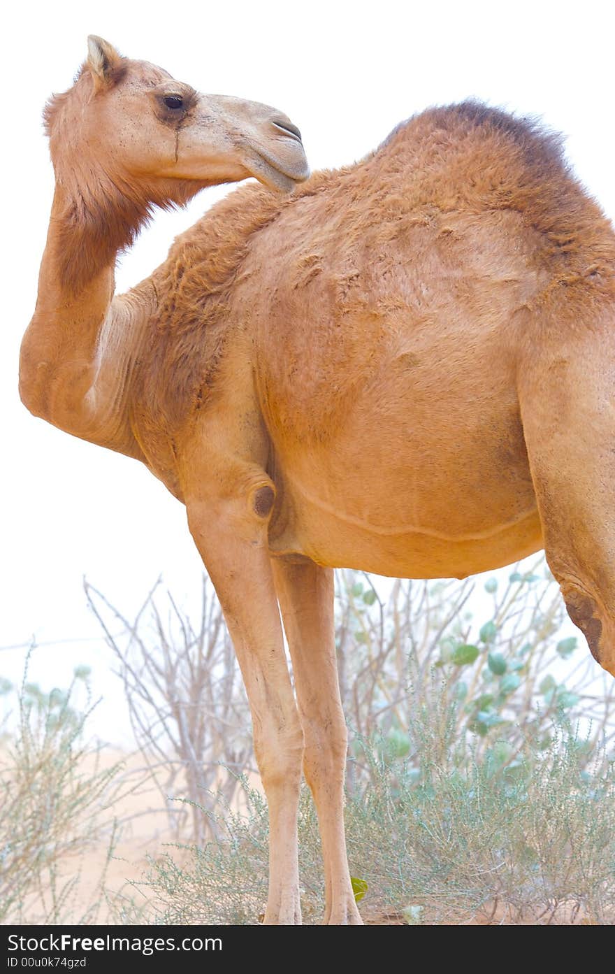 A camel is looking round