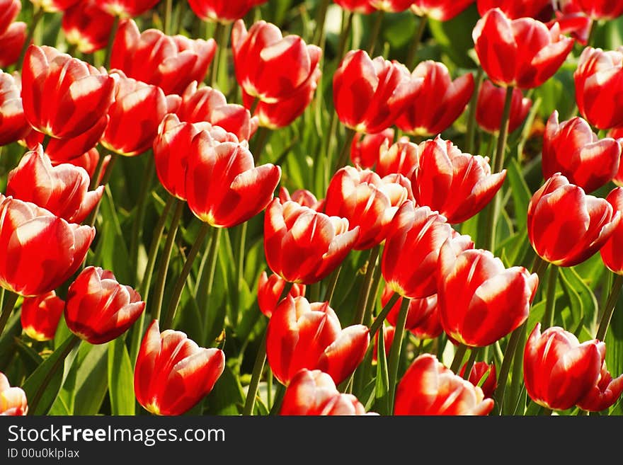 Red tulips