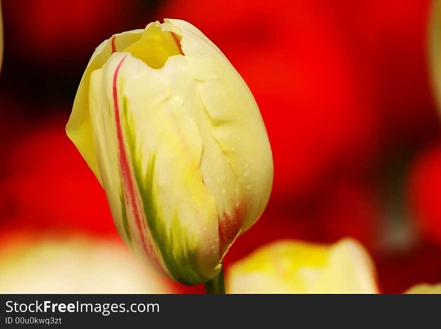 Tulips were introduced into Holland before the 17th century but it did not take long for the flowers to gain popularity among the upper classes. Flowers of such beauty and rarity soon became symbols of power and prestige and the rich tried their best to lay their hands on some to display in their gardens. Tulips were introduced into Holland before the 17th century but it did not take long for the flowers to gain popularity among the upper classes. Flowers of such beauty and rarity soon became symbols of power and prestige and the rich tried their best to lay their hands on some to display in their gardens.