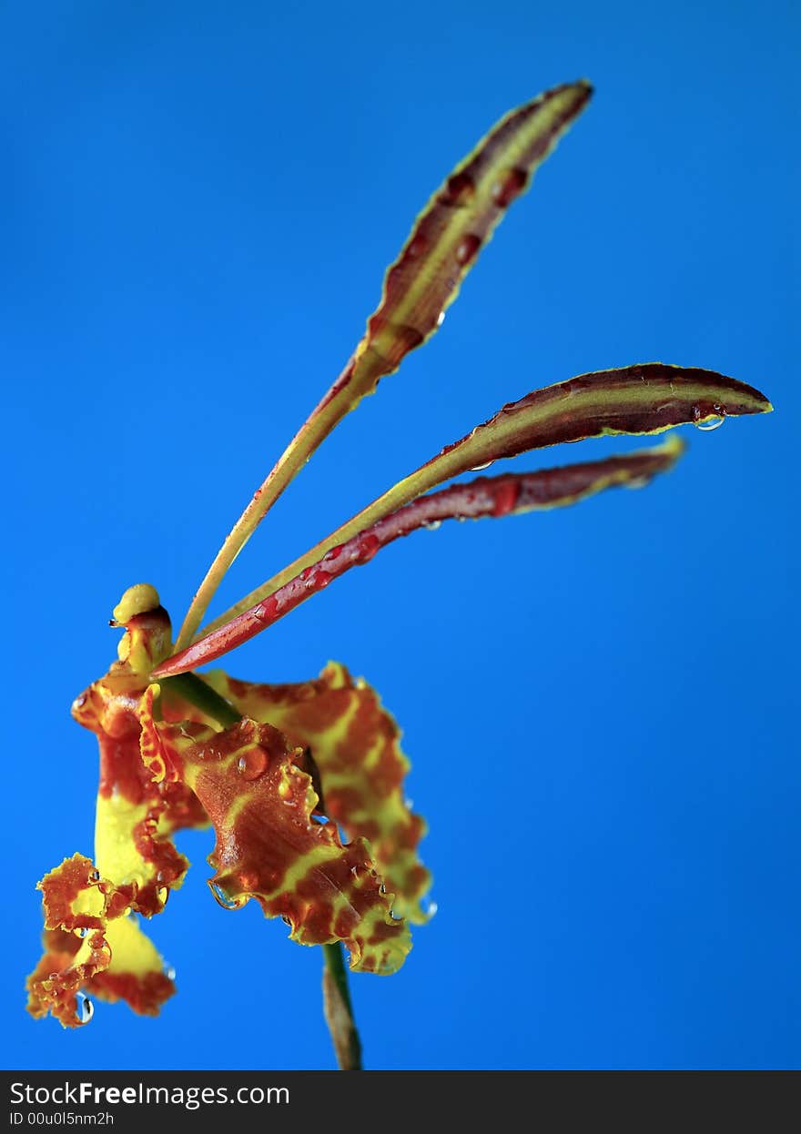 Close up of exotic and rare  jmoncidium orchid