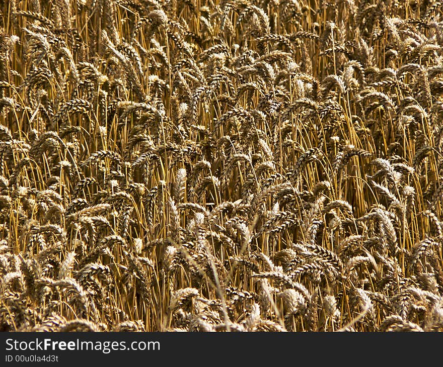 A field with many spikes. A field with many spikes