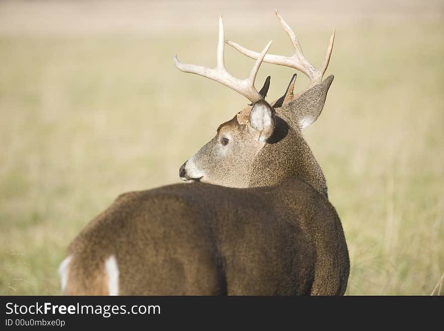 Whitetail buck looking back