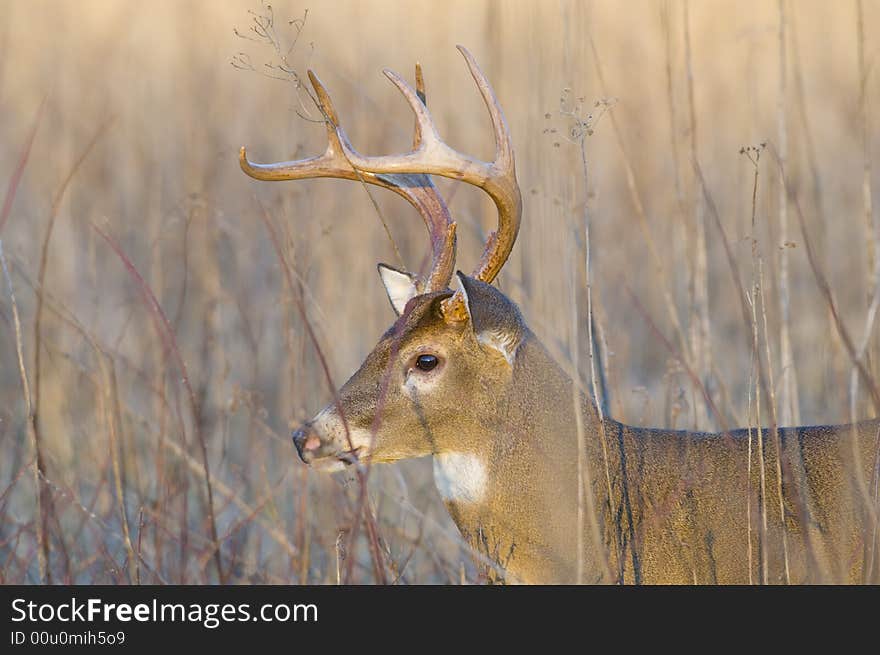 A whitetail buck stands in the tall weeds just before nightfall in Tennessee. A whitetail buck stands in the tall weeds just before nightfall in Tennessee