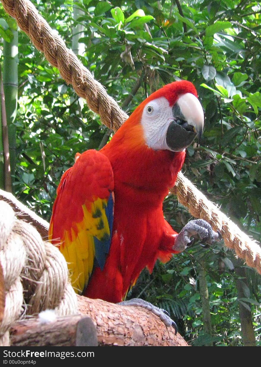 Colourful parrot