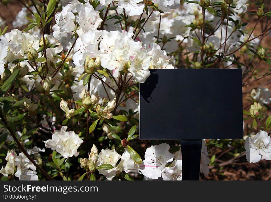 Sign Among Azaleas 1