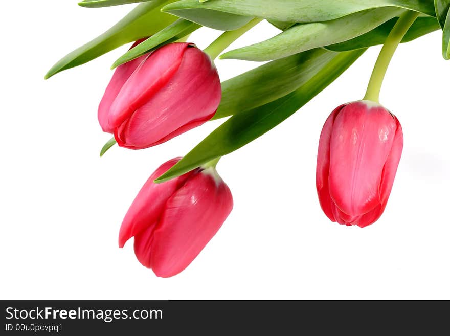 Red tulip blossoms - isolated on white background