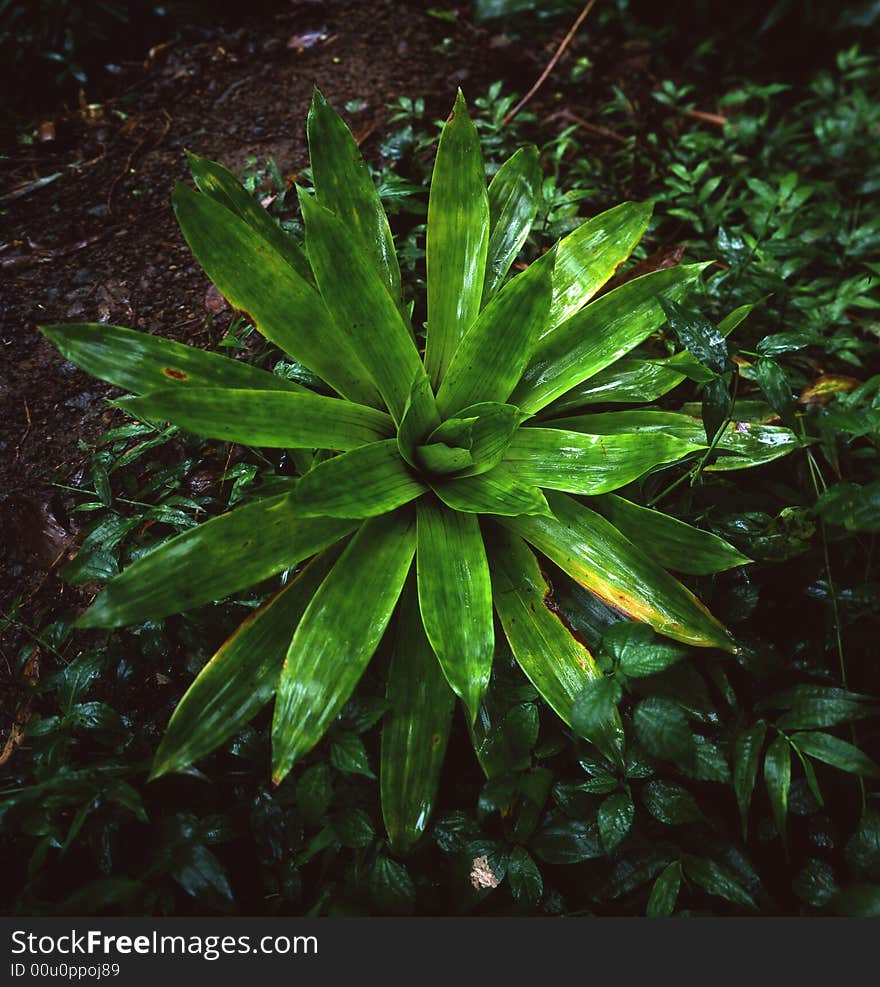 A beautiful plant grows in the lush Nicaragua cloud forest. A beautiful plant grows in the lush Nicaragua cloud forest