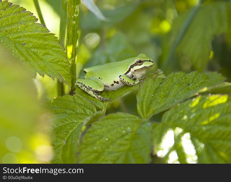 Pacific Tree Frog