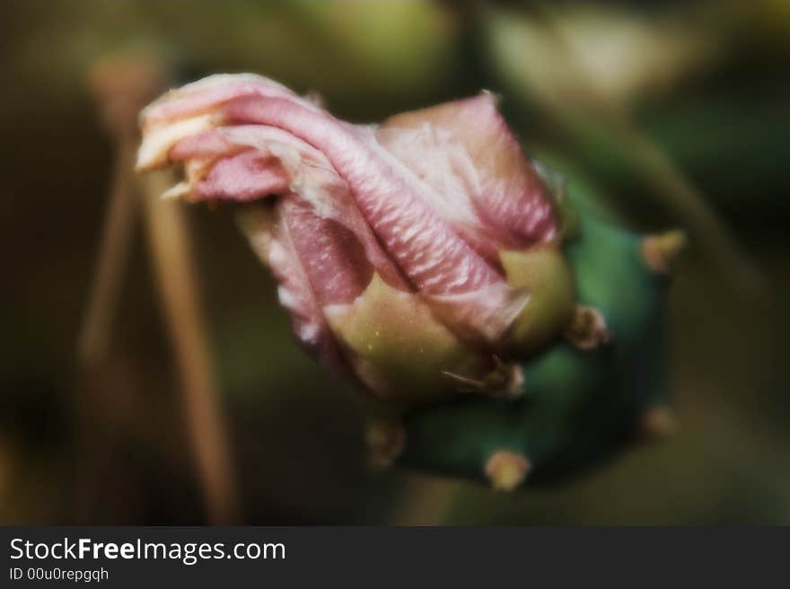 Flower of cactus.