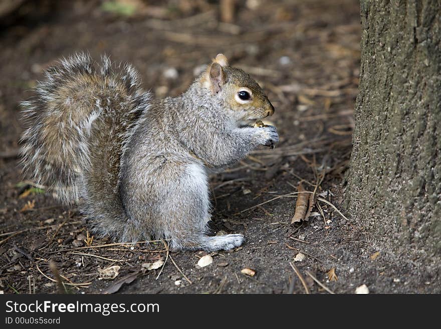 Squirrel eating nut on the ground