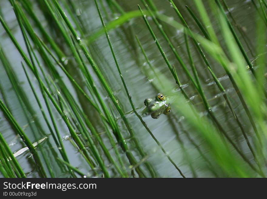 A Bullfrog pokes it head out of the water in a reedy marsh. A Bullfrog pokes it head out of the water in a reedy marsh.