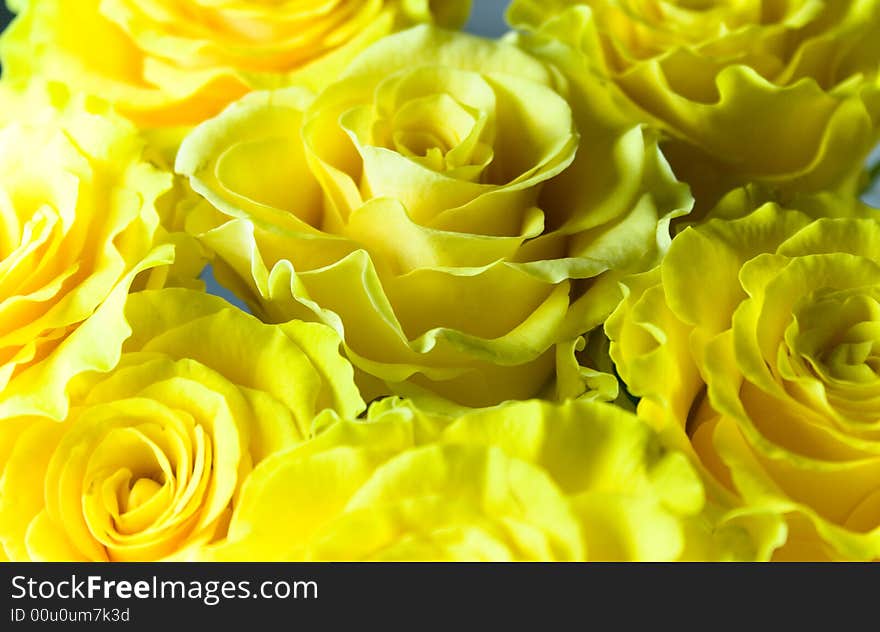 Yellow bouquet of roses close-up