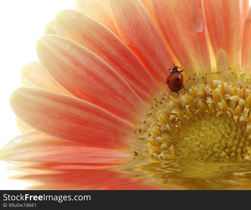 Ladybird On Gerber Daisy With Reflection