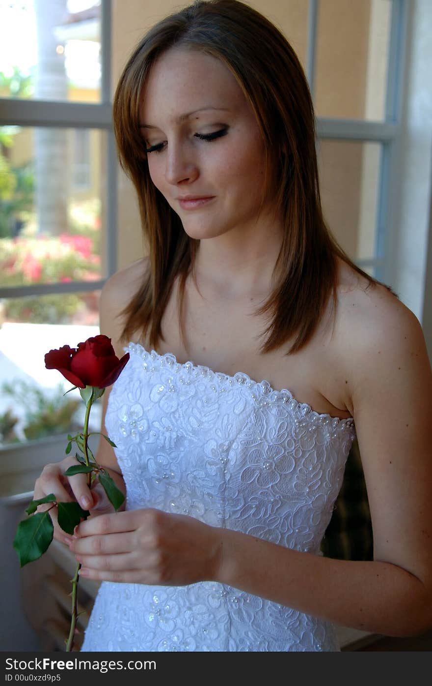 A beautiful bride standing by a window holding a red rose. A beautiful bride standing by a window holding a red rose