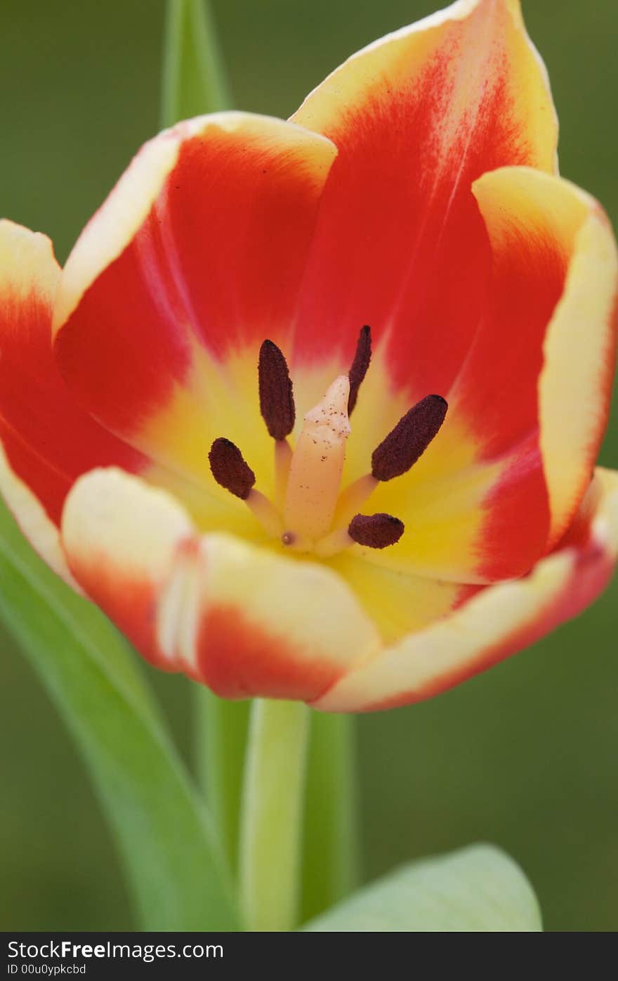 Tulip Flower