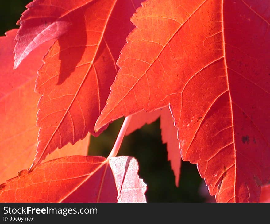 The sun profiling the texture of a fall leaf. The sun profiling the texture of a fall leaf