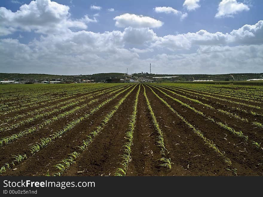 Young Corn Field