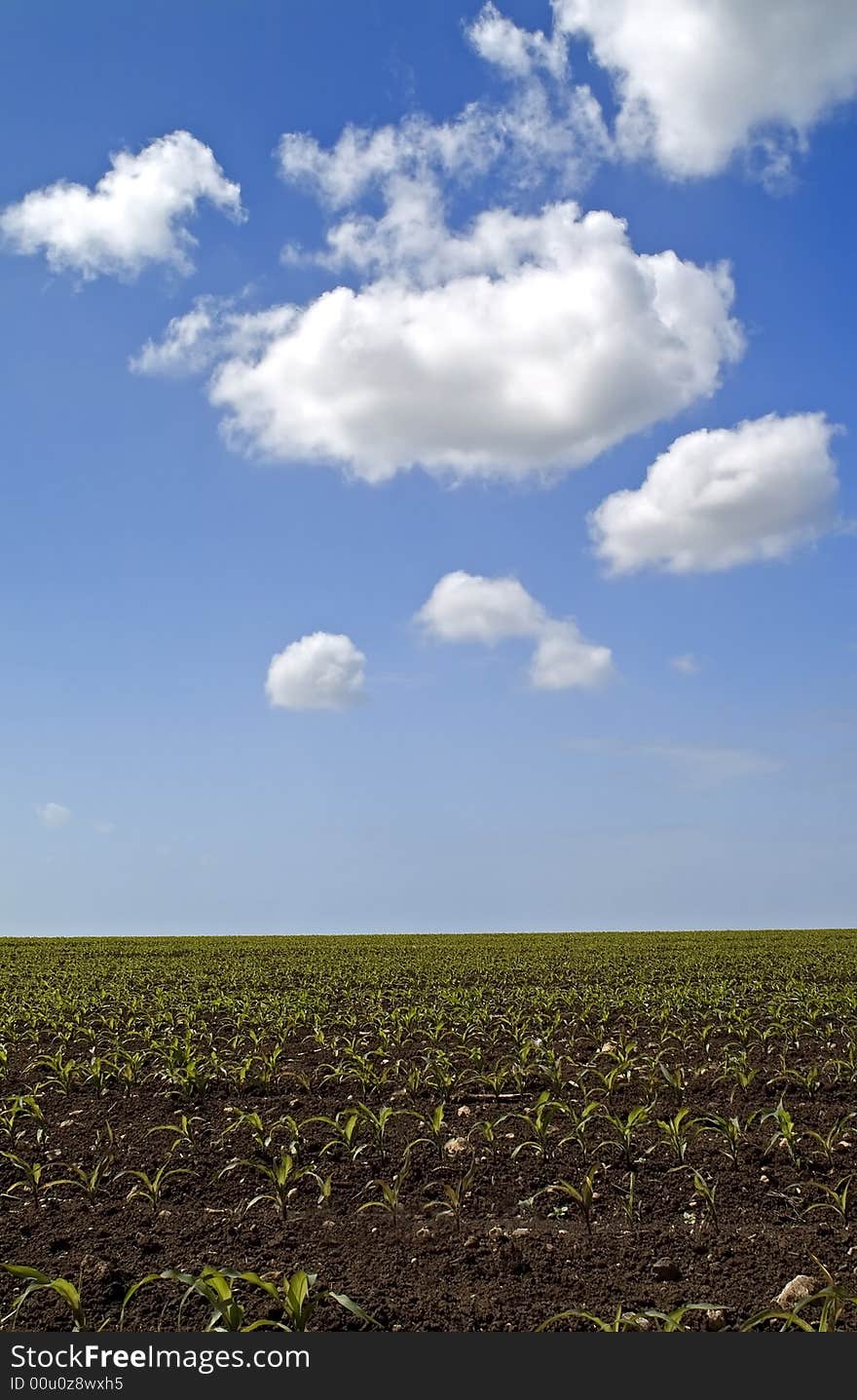 Young Corn Field