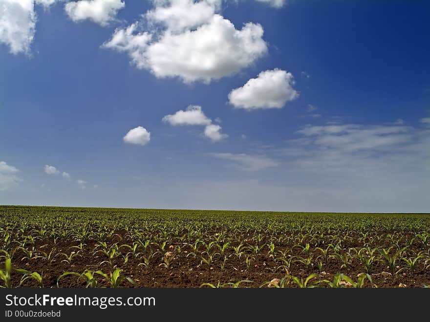 Young Corn Field