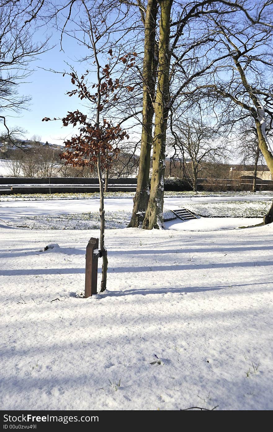 A young tree surrounded by snow, March 2008