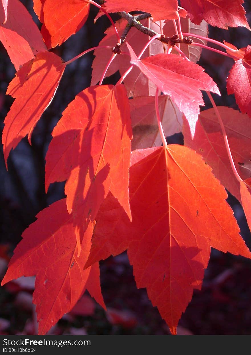 Sun and shadow cast upon fall leaves. Sun and shadow cast upon fall leaves