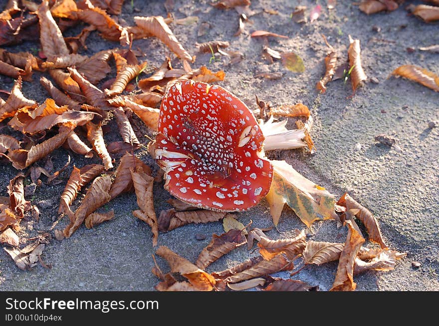 Toad Stool