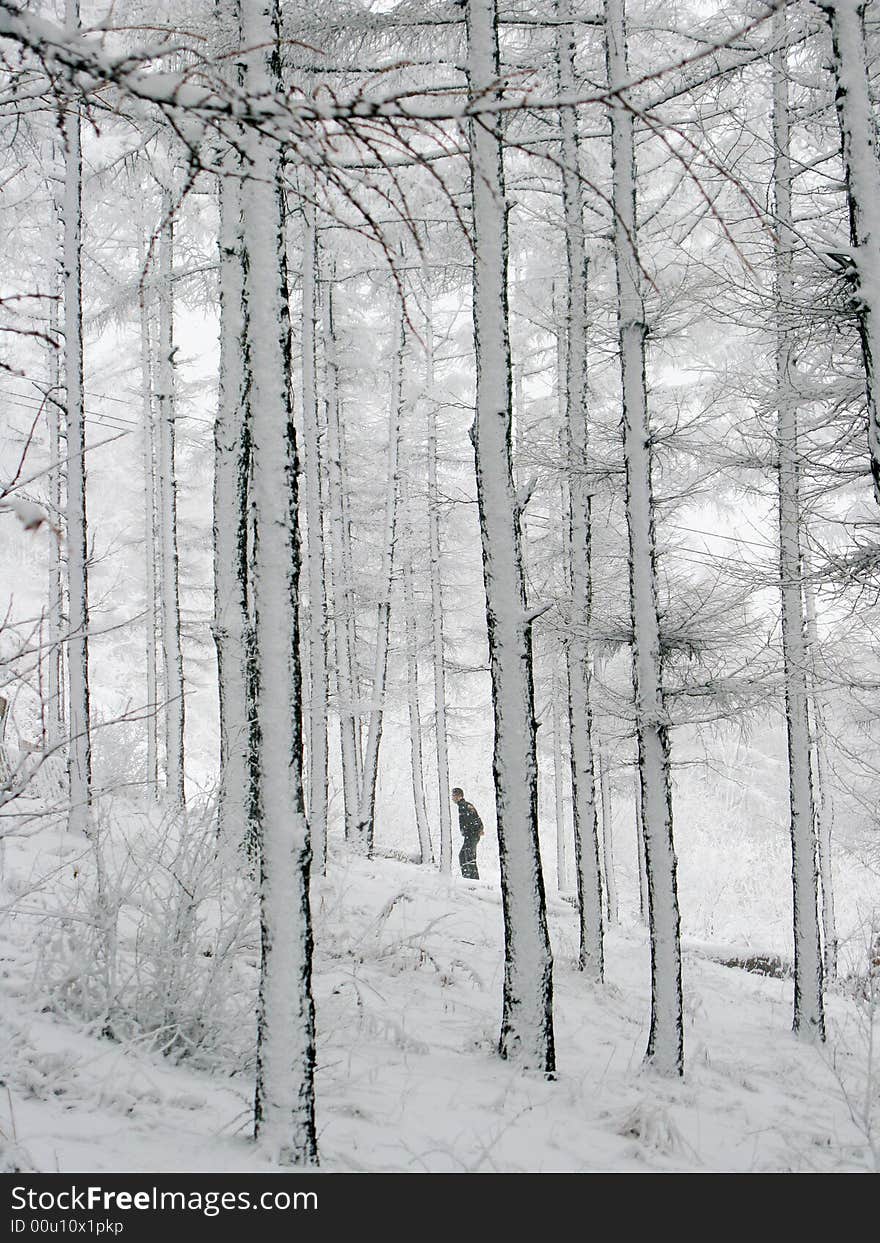 Snow-covered woods