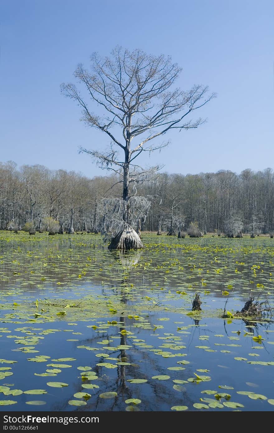 Cypress tree and lilypads in swamp