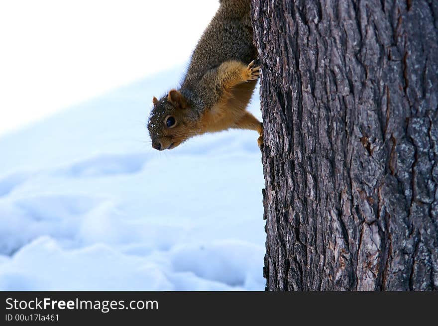 A cute squirrel on tree