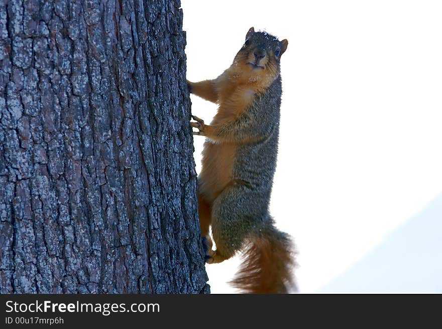 A cute squirrel on tree