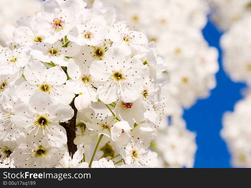 Pear Blossoms