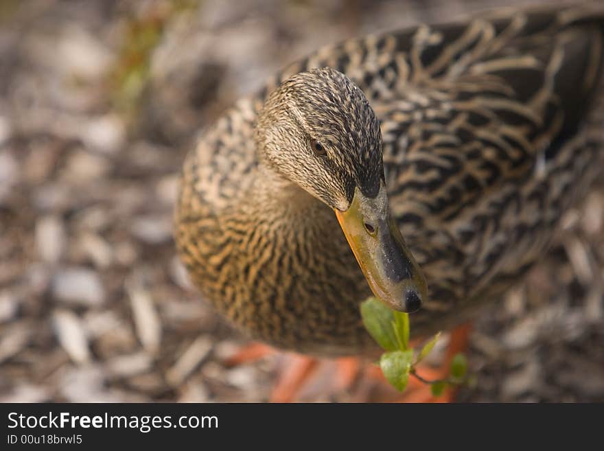 This duck just kept getting closer and closer, finally after she thought I had taken enough pictures, she returned to the pond. This duck just kept getting closer and closer, finally after she thought I had taken enough pictures, she returned to the pond.